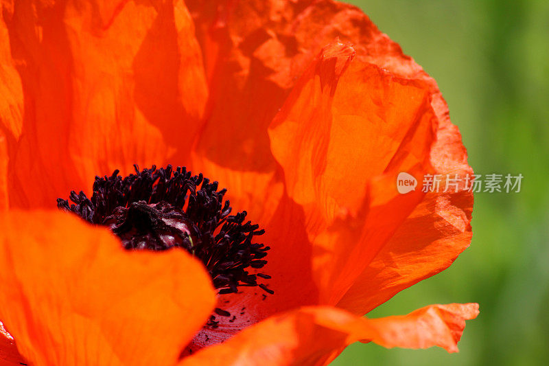 红色罂粟花(Brilliant Red Oriental poppy / Papaver Orientale Brilliant)